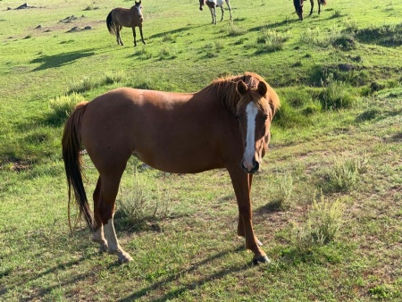 Campos y Chacras en Venta en Cufré, Colonia