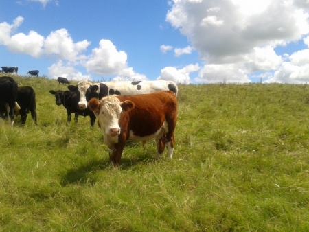 Campo / Chacra en Venta en Castillos, Rocha