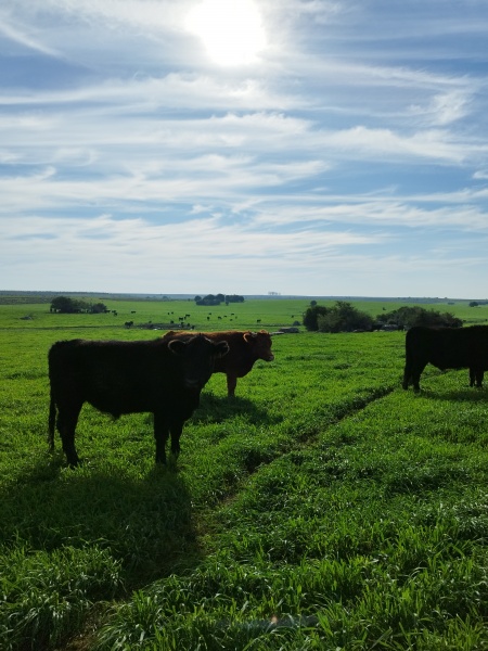 Campos y Chacras en Venta en Chamanga, Flores