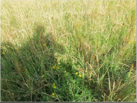 Campos y Chacras en Venta en Cerro Colorado, Florida