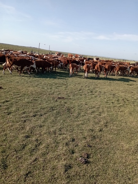 Campo / Chacra en Venta en Carreta Quemada, San José