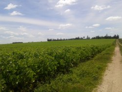 Campo / Chacra en Venta en Palmitas, Mercedes, Soriano