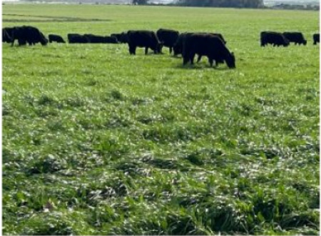 Campo / Chacra en Venta en Blanquillo, Durazno