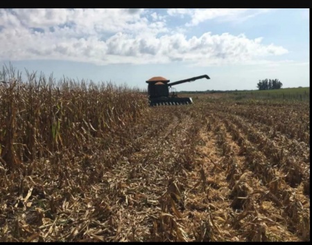 Campo / Chacra en Venta en Cardona, Soriano