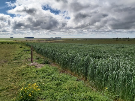 Campos y Chacras en Venta en Florencio Sánchez, Colonia