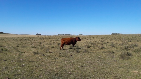 Campos y Chacras en Venta en Centenario, Durazno