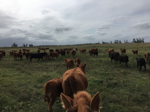 Campos y Chacras en Venta en Fray Bentos, Río Negro