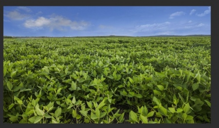 Campos y Chacras en Venta en Young, Río Negro