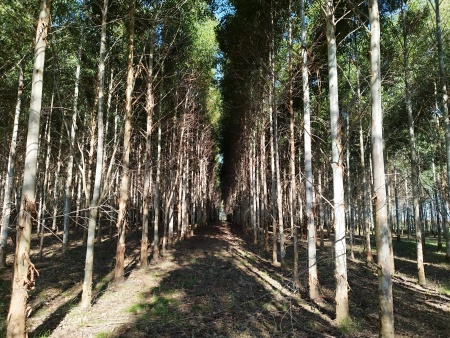 Campo / Chacra en Venta en Durazno , Durazno