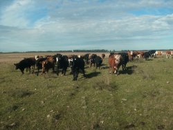 Campo / Chacra en Venta en Velázquez, Rocha, Rocha