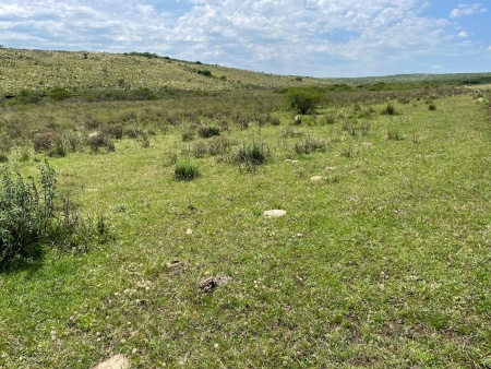 Campo / Chacra en Venta en Artigas, Artigas