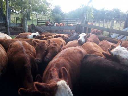 Campos y Chacras en Venta en Minas de Corrales, Rivera