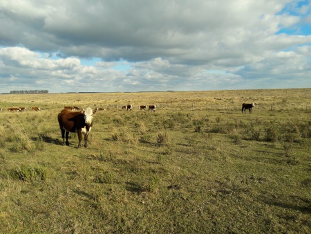 Campo / Chacra en Venta en Paso de los Toros, Tacuarembó