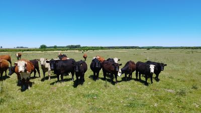 Campo en Venta en Polanco del Yí, Florida