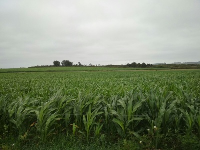 Campo en Venta en Cardona, Soriano