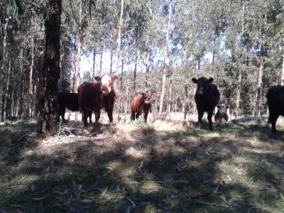 Campo en Venta en Zapicán, Lavalleja