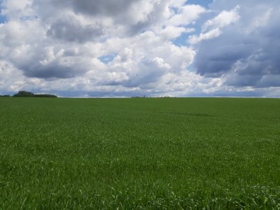 Campo en Venta en Risso, Soriano