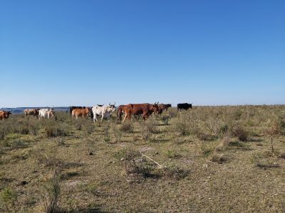 Campo en Venta en Santa Clara de Olimar, Treinta y Tres