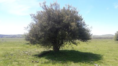 Campos y Chacras en Venta en Zapicán, Lavalleja