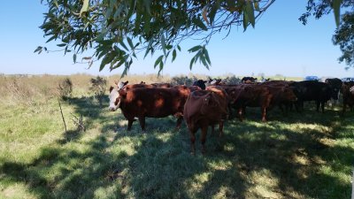Campo en Venta en Sarandí Grande, Florida