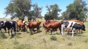 Campo / Chacra en Venta en Cerro Colorado, Minas, Lavalleja