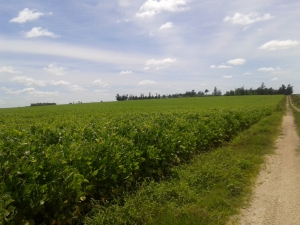 Campo / Chacra en Venta en Ismael Cortinas, Trinidad, Flores