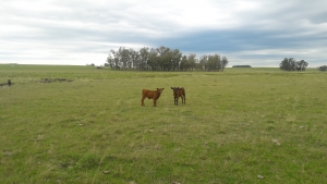 Campo / Chacra en Venta en Durazno , Durazno