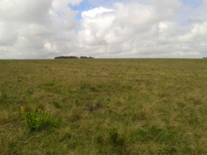 Campo / Chacra en Venta en Trinidad, Flores