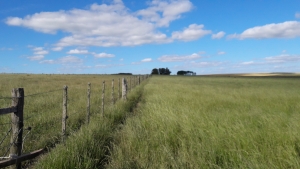 Campo / Chacra en Venta en Sarandi Grande, Florida, Florida