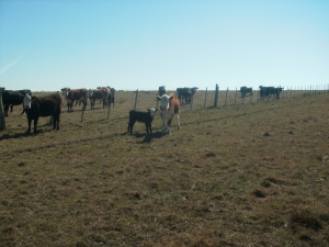 Campo / Chacra en Venta en Santa Rosa, Canelones, Canelones