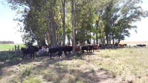 Campo / Chacra en Venta en Durazno , Durazno