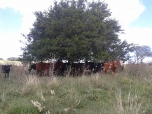 Campos y Chacras en Alquiler en Artigas, Artigas, Artigas