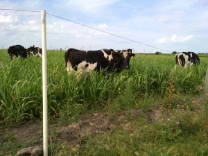 Campo / Chacra en Venta en Cardona, Mercedes, Soriano