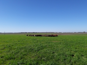 Campo / Chacra en Venta en Melo, Cerro Largo