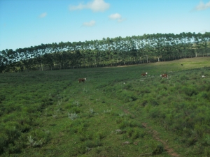 Campo / Chacra en Venta en Melo, Cerro Largo