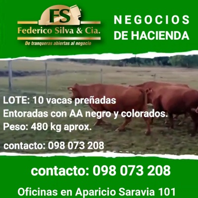 10 vacas preñadas entoradas