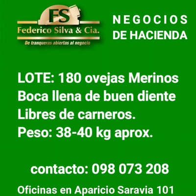 Lote 180 ovejas Merinos
