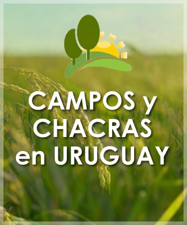 Campos en Uruguay